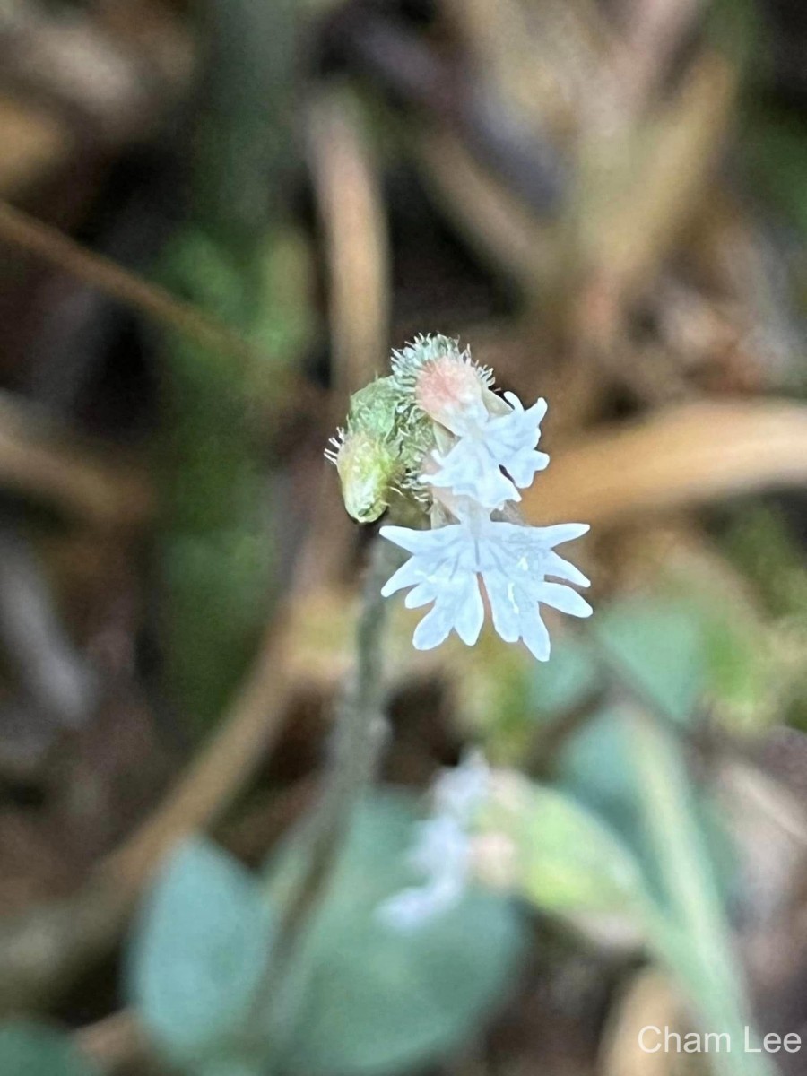 Cheirostylis flabellata (A.Rich.) Wight